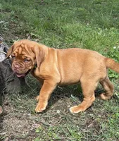 Light Green Outstanding Pedigree , a female Dogue de Bordeaux for sale in Fairland, OK – 6 of 6