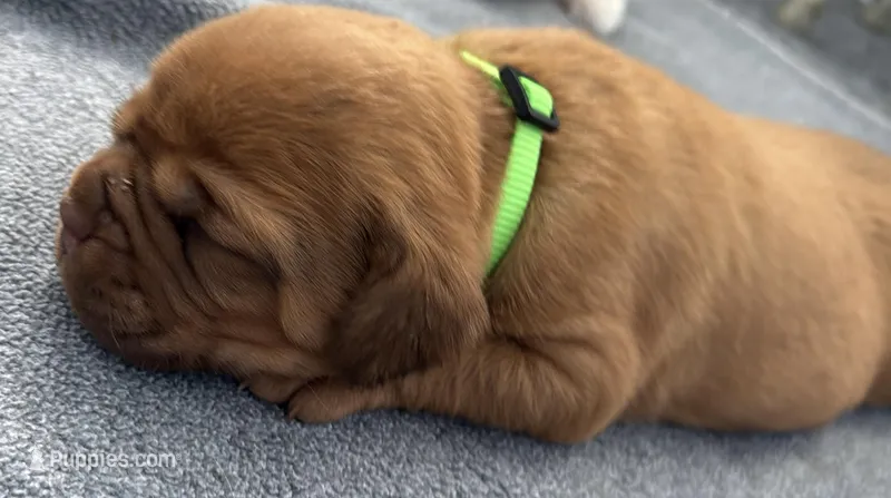 Light Green (Dinky) – Dogue de Bordeaux puppy for sale in Fairland, OK