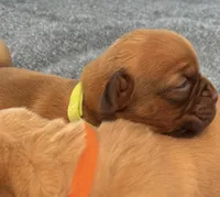 Light Green (Dinky), a female Dogue de Bordeaux for sale in Fairland, OK – Photo 3 of 6