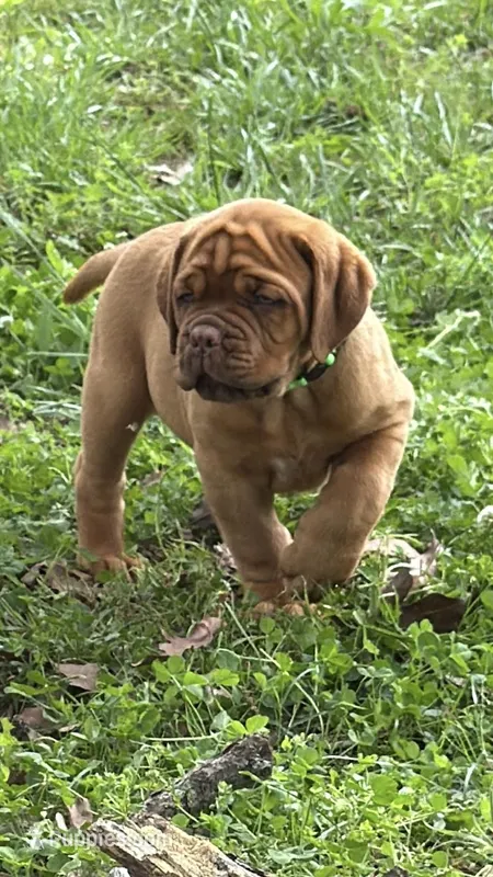 Light Green Outstanding Pedigree  – Dogue de Bordeaux puppy for sale in Fairland, OK