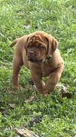Light Green Outstanding Pedigree , a female Dogue de Bordeaux for sale in Fairland, OK – 1 of 6