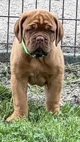 Light Green Outstanding Pedigree , a female Dogue de Bordeaux for sale in Fairland, OK – 2 of 6