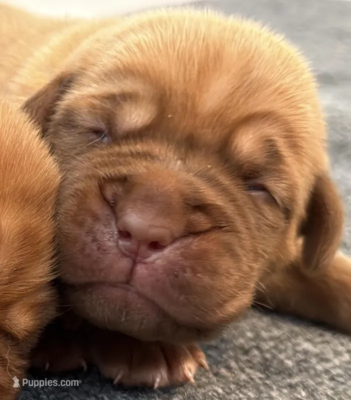 Purple – Dogue de Bordeaux puppy for sale in Fairland, OK