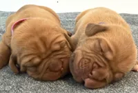 Purple, a female Dogue de Bordeaux for sale in Fairland, OK – Photo 2 of 5