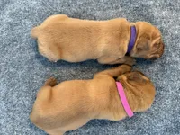 Purple, a female Dogue de Bordeaux for sale in Fairland, OK – Photo 5 of 5