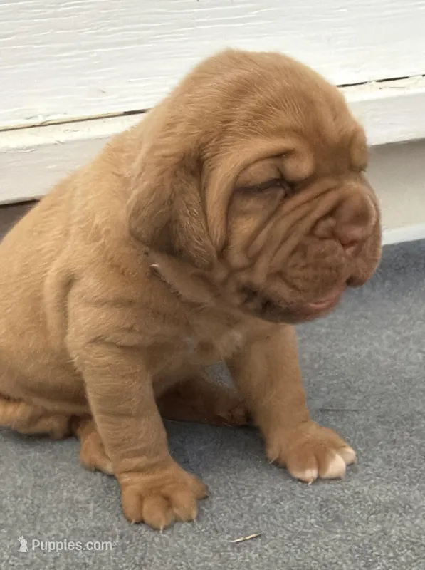Purple – Dogue de Bordeaux puppy for sale in Fairland, OK