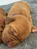 Purple, a female Dogue de Bordeaux for sale in Fairland, OK – Photo 4 of 5