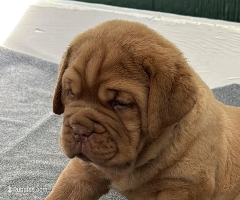Purple – Dogue de Bordeaux puppy for sale in Fairland, OK