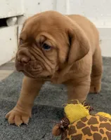 Blue Collar AKC, a female Dogue de Bordeaux for sale in Fairland, OK – 2 of 7