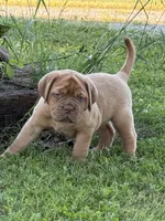 Pink Collar AKC, a female Dogue de Bordeaux for sale in Fairland, OK – 6 of 10