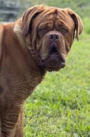 Black Collar AKC, a male Dogue de Bordeaux for sale in Fairland, OK – 9 of 10