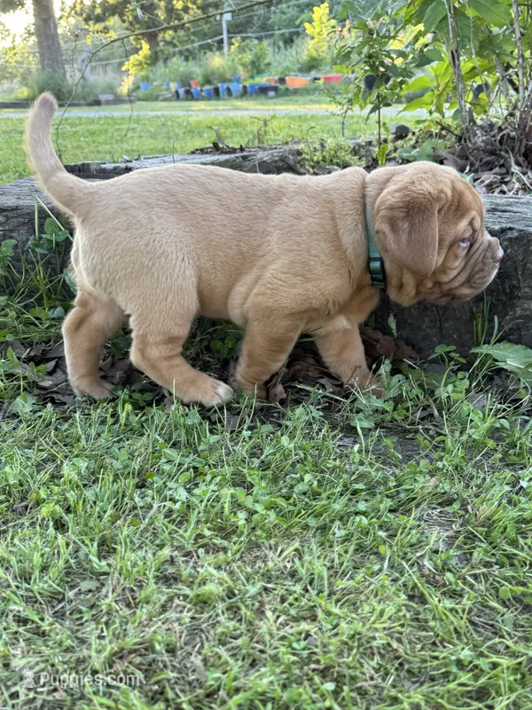 Blue Collar AKC – Dogue de Bordeaux puppy for sale in Fairland, OK