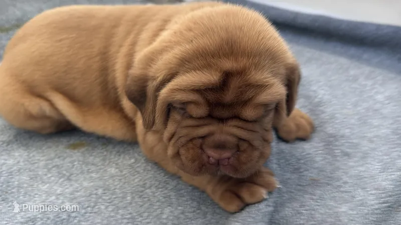 Blue male – Dogue de Bordeaux puppy for sale in Fairland, OK