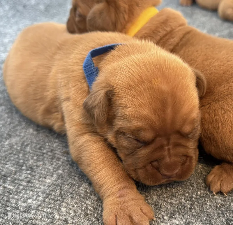 Blue male – Dogue de Bordeaux puppy for sale in Fairland, OK
