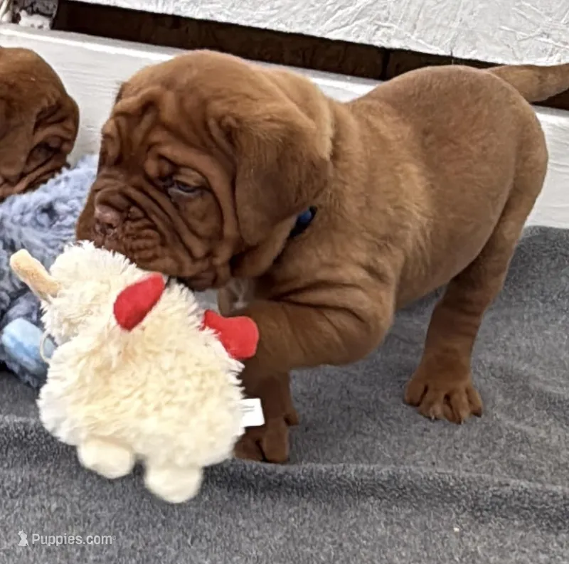 Blue male – Dogue de Bordeaux puppy for sale in Fairland, OK