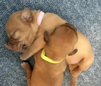 Pink, a female Dogue de Bordeaux for sale in Fairland, OK – Photo 3 of 4