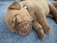 White, a female Dogue de Bordeaux for sale in Fairland, OK – Photo 8 of 9