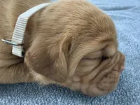 White, a female Dogue de Bordeaux for sale in Fairland, OK – Photo 9 of 9