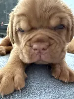 White, a female Dogue de Bordeaux for sale in Fairland, OK – Photo 1 of 9