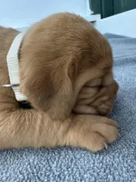 White, a female Dogue de Bordeaux for sale in Fairland, OK – Photo 7 of 9