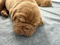 White, a female Dogue de Bordeaux for sale in Fairland, OK – Photo 2 of 9