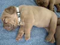 White, a female Dogue de Bordeaux for sale in Fairland, OK – Photo 5 of 9