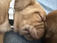 White, a female Dogue de Bordeaux for sale in Fairland, OK – Photo 3 of 9