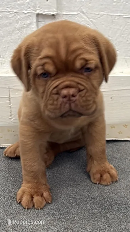 White – Dogue de Bordeaux puppy for sale in Fairland, OK