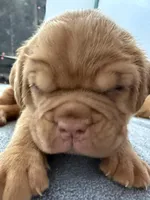 White, a female Dogue de Bordeaux for sale in Fairland, OK – Photo 4 of 9