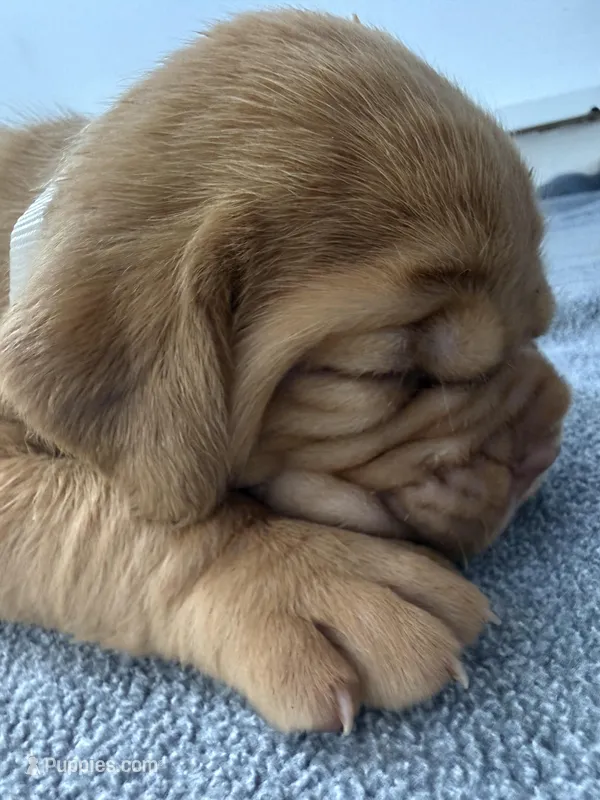 White – Dogue de Bordeaux puppy for sale in Fairland, OK