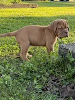 Black Collar AKC, a male Dogue de Bordeaux for sale in Fairland, OK – 3 of 10
