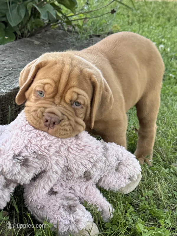 Black Collar AKC – Dogue de Bordeaux puppy for sale in Fairland, OK