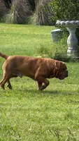 Blue Collar AKC, a female Dogue de Bordeaux for sale in Fairland, OK – 5 of 7