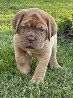 Pink Collar AKC, a female Dogue de Bordeaux for sale in Fairland, OK – 3 of 10