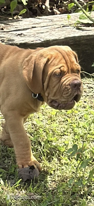 Black Collar AKC – Dogue de Bordeaux puppy for sale in Fairland, OK