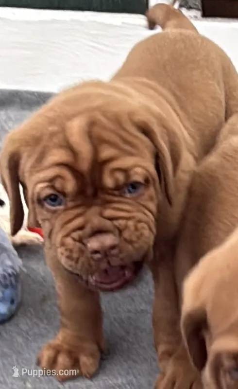 Black Male – Dogue de Bordeaux puppy for sale in Fairland, OK