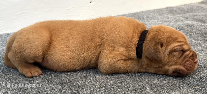 Black Male – Dogue de Bordeaux puppy for sale in Fairland, OK