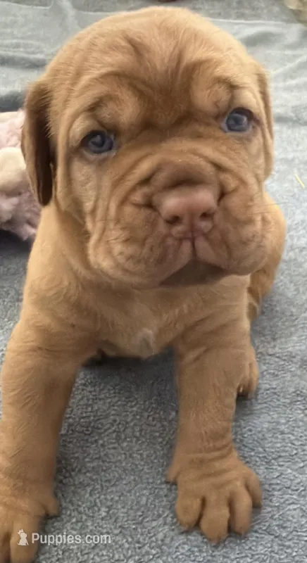 Black Male – Dogue de Bordeaux puppy for sale in Fairland, OK