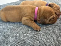 Magenta, a female Dogue de Bordeaux for sale in Fairland, OK – Photo 5 of 7