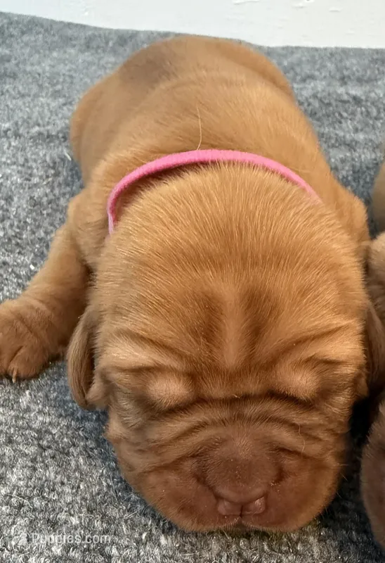 Magenta – Dogue de Bordeaux puppy for sale in Fairland, OK