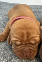 Magenta, a female Dogue de Bordeaux for sale in Fairland, OK – Photo 1 of 7