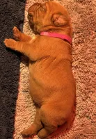 Magenta, a female Dogue de Bordeaux for sale in Fairland, OK – Photo 6 of 7