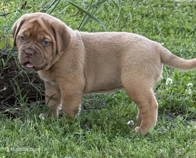 Pink Collar AKC – Dogue de Bordeaux puppy for sale in Fairland, OK