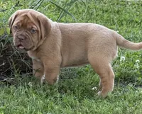 Pink Collar AKC, a female Dogue de Bordeaux for sale in Fairland, OK – 1 of 10