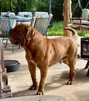 Blue Collar AKC, a female Dogue de Bordeaux for sale in Fairland, OK – 7 of 7