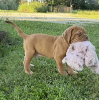 Black Collar AKC, a male Dogue de Bordeaux for sale in Fairland, OK – 6 of 10