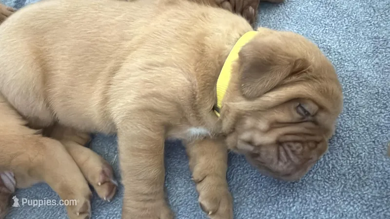 Yellow Male – Dogue de Bordeaux puppy for sale in Fairland, OK