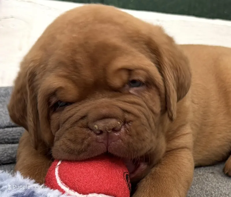 Yellow Male – Dogue de Bordeaux puppy for sale in Fairland, OK