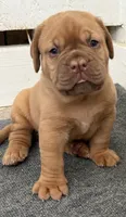 Blue Collar AKC, a female Dogue de Bordeaux for sale in Fairland, OK – 3 of 7