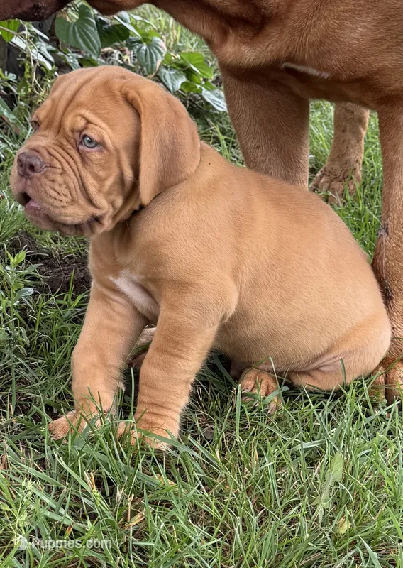 Black Collar AKC – Dogue de Bordeaux puppy for sale in Fairland, OK